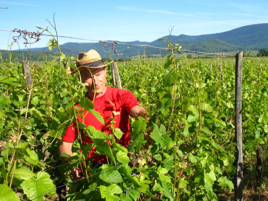 Christian dans les vignes