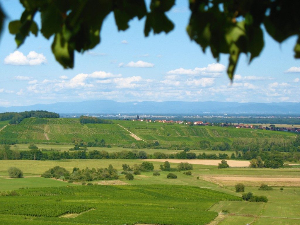 vue sur le Fronholz Epfig