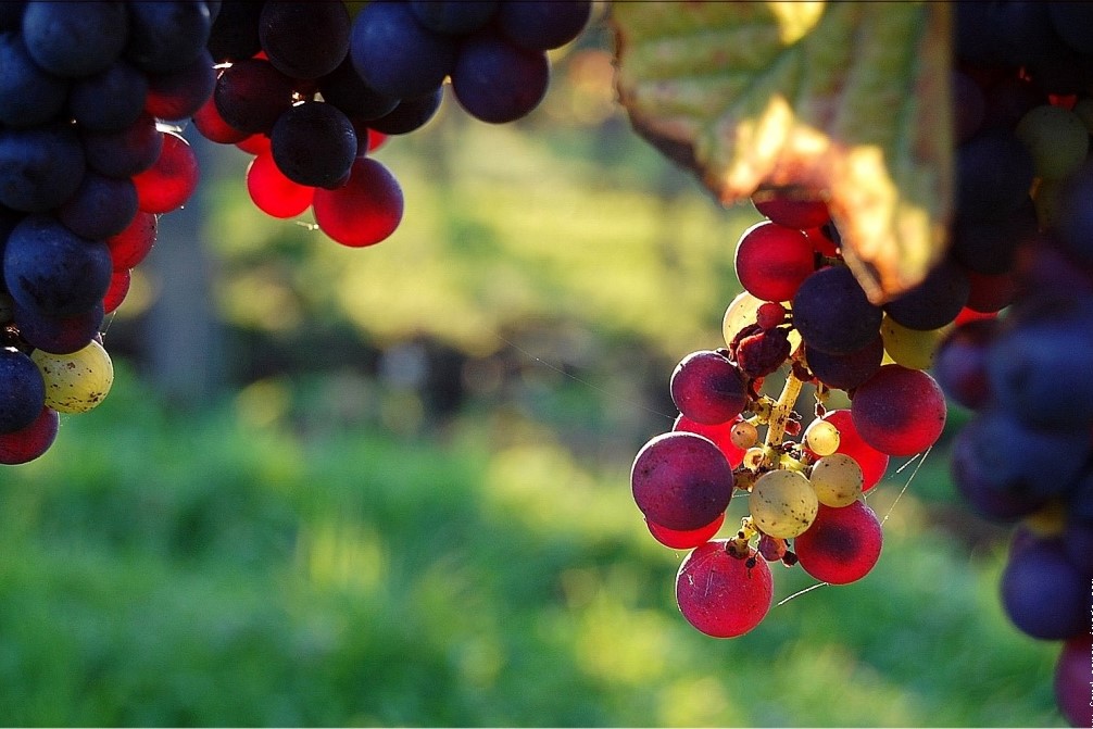 Raisin Pinot Noir