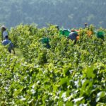 Vendanges 2014 chez Christian Schwartz