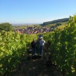 Vendanges 2019 chez Christian Schwartz