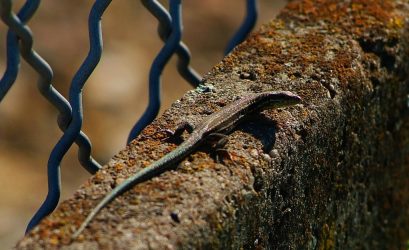 Blienschwiller lézard